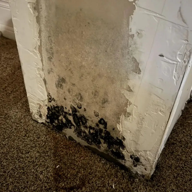Professional Mold Removal in Montclair, CA